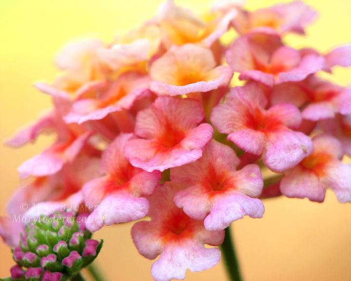 Lantana Flower Photograph Bright Pink Yellow Orange Mary Foster Lantana Flower Photograph Bright Pink Yellow Orange Mary Foster Creative